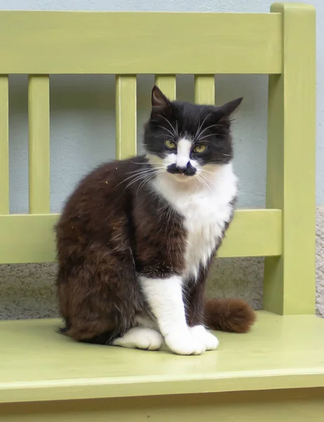 Black, brown and White Cat with mustache markings. A black ,brown  and white cat with markings on its face that look like a mustache.