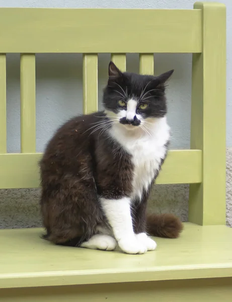 Black, brown and White Cat with mustache markings. A black ,brown  and white cat with markings on its face that look like a mustache.