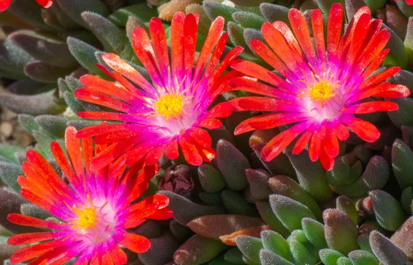 Crimson Delosperma Cooperi Juwel Des Wüstengranats Eispflanze Blüht Garten — Stockfoto