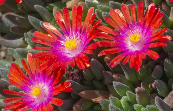 Kızıl Delosperma Cooci. Çöl Garnet Mücevheri. Bahçede çiçek açan buz bitkisi.
