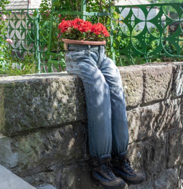 Pelargonium Peltatum kırmızı kırmızı çiçekli mavi kot dikici. Eski bahçe dekorasyonu.