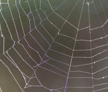 Örümcek ağı detayı. Soyut. Makro. Kapat..