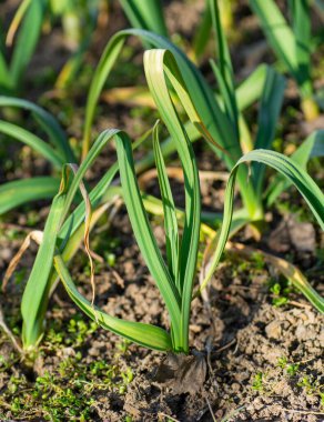 Bahçede yetişen taze sarımsak (Allium sativum) bitkisi. Ayrıntı.