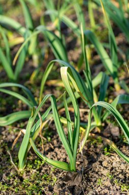 Bahçede yetişen taze sarımsak (Allium sativum) bitkisi. Ayrıntı.