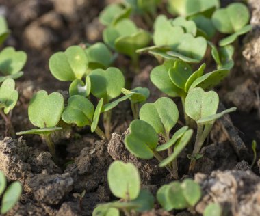 Serada yetişen taze turplar (Raphanus sativus). Bahçede turp fideleri. Yeşil turp yaprakları. Kapatın. Ayrıntılar. Seçici odak.