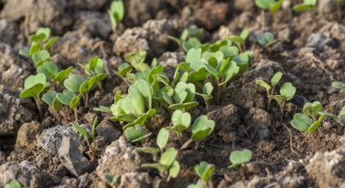 Serada yetişen taze turplar (Raphanus sativus). Bahçede turp fideleri. Yeşil turp yaprakları. Kapatın. Ayrıntılar. Seçici odak.