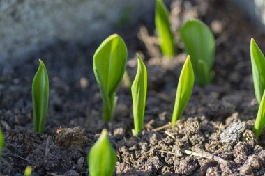 Baharda bahçede yetişen yabani sarımsak (Allium ursinum) fideleri. Ayı sarımsağı. Kapatın. Ayrıntılar. Seçici odak.