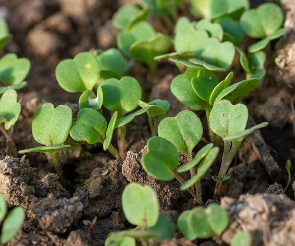 Serada yetişen taze turplar (Raphanus sativus). Bahçede turp fideleri. Yeşil turp yaprakları. Kapatın. Ayrıntılar. Seçici odak.