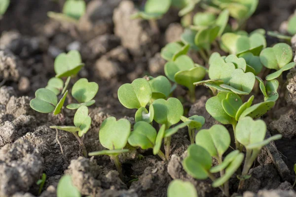 Serada yetişen taze turplar (Raphanus sativus). Bahçede turp fideleri. Yeşil turp yaprakları. Kapatın. Ayrıntılar. Seçici odak.
