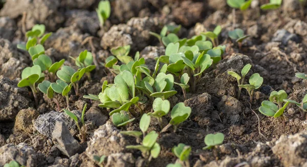 Serada yetişen taze turplar (Raphanus sativus). Bahçede turp fideleri. Yeşil turp yaprakları. Kapatın. Ayrıntılar. Seçici odak.