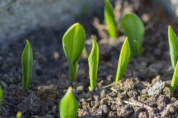 Baharda bahçede yetişen yabani sarımsak (Allium ursinum) fideleri. Ayı sarımsağı. Kapatın. Ayrıntılar. Seçici odak.