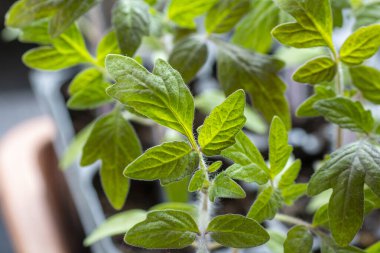 Tencerede büyüyen taze domates tohumu (Solanum lycopersicum) yaprakları. Kapatın. Ayrıntılar. Makro. Seçici odak.