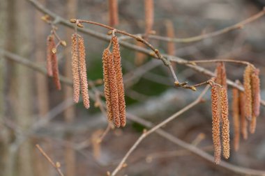 İlkbaharda Alelade Hazel (Corylus avellana) 'ın çiçek açan kedileri. Fındık ağacının erkek çiçekleri. Kapatın. Ayrıntılar. Makro. Seçici odak.