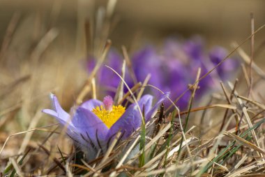 Daha büyük Pasque çiçeği (Pulsatilla grandis) açmakta. Kapatın. Makro. Ayrıntılar. Seçici odak.
