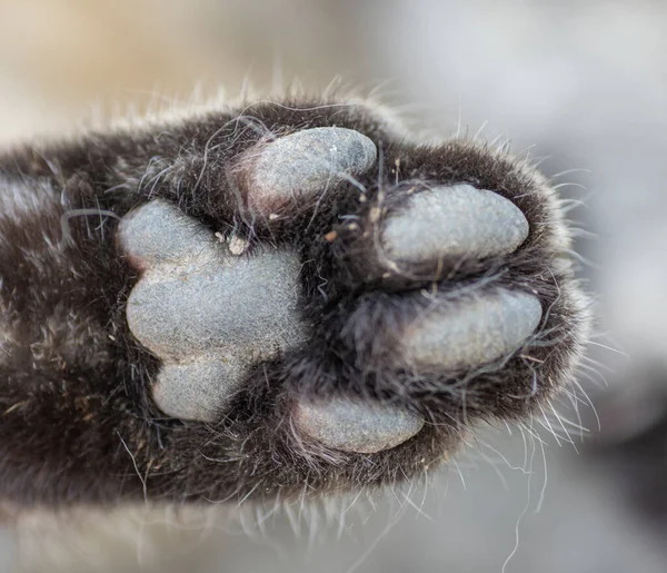 Bottom of the cat\'s paw. Cat\'s paw pads. Close up. Detail. Macro.
