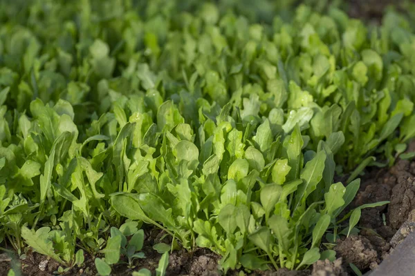 Rakéta Vagy Arugula Eruca Vesicaria Levelek Nőnek Üvegházban Tavasszal — Stock Fotó