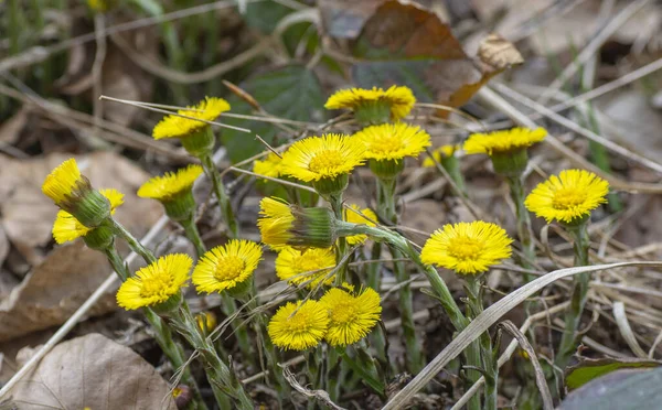 Yellow Coltsfoot Tussilago Farfara Early Spring Coltsfoot Flowers Close Macro — Stock Photo, Image