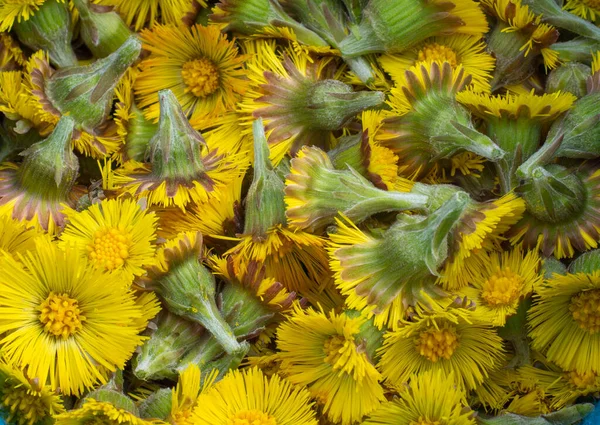 Freshly Picked Yellow Coltsfoot Tussilago Farfara Flower Heads Close Selective — Stock Photo, Image