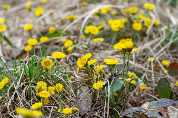 Yellow Coltsfoot Tussilago Farfara Early Spring Coltsfoot Flowers Close Macro — Stock Photo, Image
