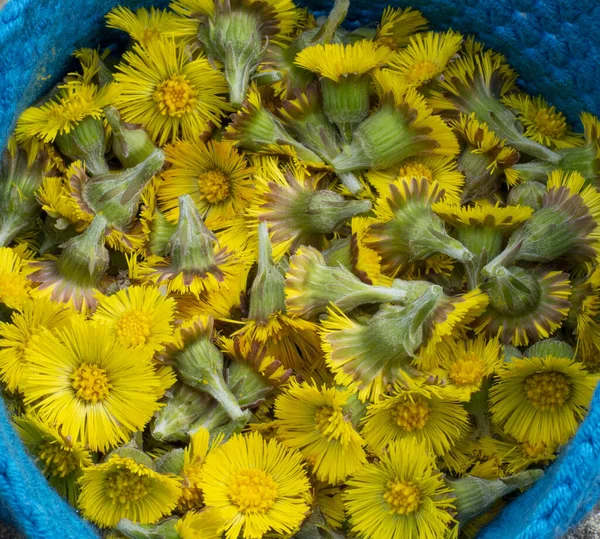 Las Cabezas Flores Coltsfoot Tussilago Farfara Amarillas Recién Recogidas Acercan —  Fotos de Stock