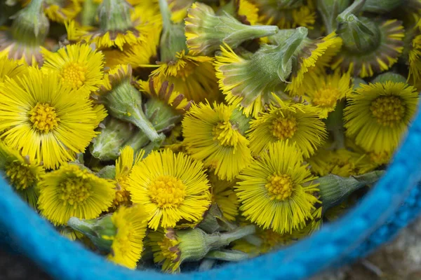 Freshly Picked Yellow Coltsfoot Tussilago Farfara Flower Heads Close Selective — Stock Photo, Image