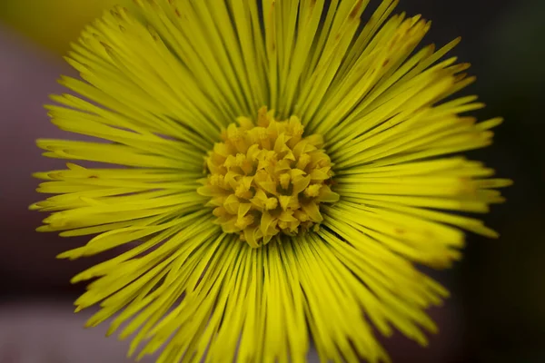 Single Yellow Coltsfoot Tussilago Farfara Early Spring Coltsfoot Flower Close — Stock Photo, Image