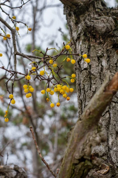 森林中的黄兰花浆果 Loranthus Europaeus — 图库照片