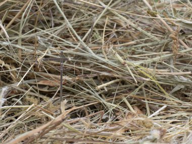 Samanlıkta iğne aramak. Yakın plan. Ayrıntılar. Makro. Seçici odak.