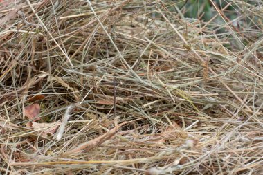 Samanlıkta iğne aramak. Yakın plan. Ayrıntılar. Makro. Seçici odak.