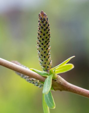 Çiçek açan söğüt (Salix Integra Hakuro Nishiki) ilkbaharın başlarında çiçek açar. Kapatın. Ayrıntı,