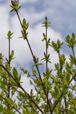 Çiçek açan söğüt (Salix Integra Hakuro Nishiki) ilkbaharın başlarında çiçek açar. Kapatın. Ayrıntı,