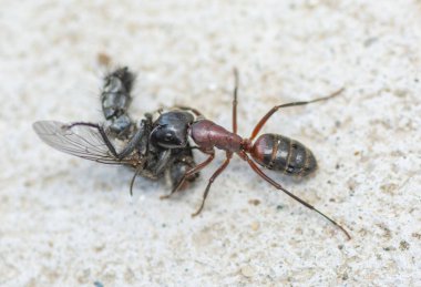Beton zeminde ölü bir ev sineği taşıyan bir karınca. Kapatın. Makro.