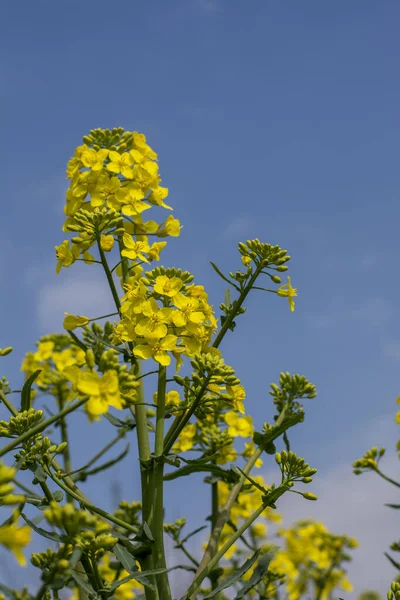 Înflorire Rapiță Rapiță Sau Colza Brassica Napus Fabrica Pentru Energie — Fotografie, imagine de stoc