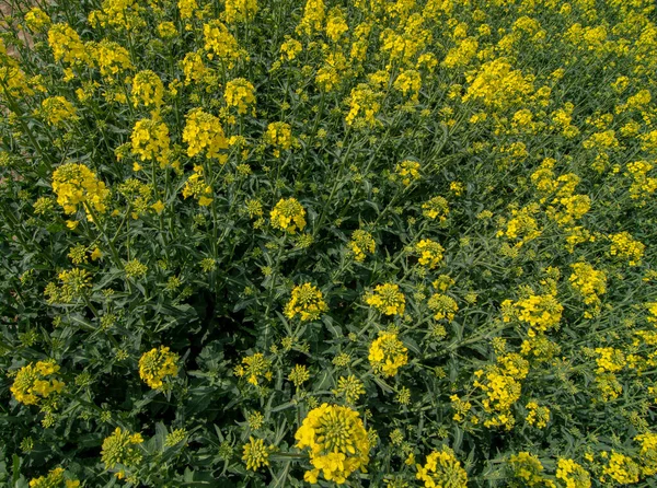 Blühender Raps Raps Oder Raps Brassica Napus Anlage Für Grüne — Stockfoto