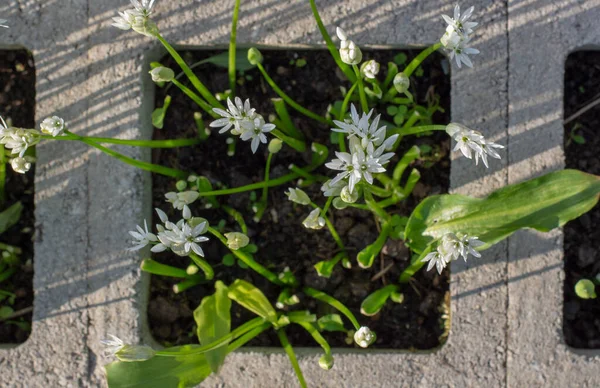 Bahçede Çiçek Açan Yabani Sarımsak Allium Ursinum Bitki Ramson Buckram — Stok fotoğraf