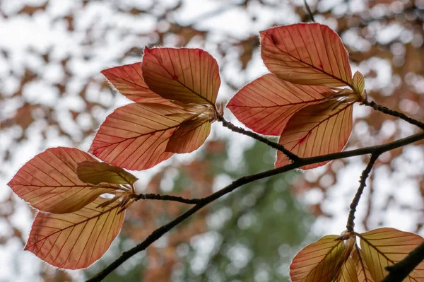 Copper Beech Tree Fagus Sylvatica Purpurea Leaves Isolated Close Macro — Stock Photo, Image