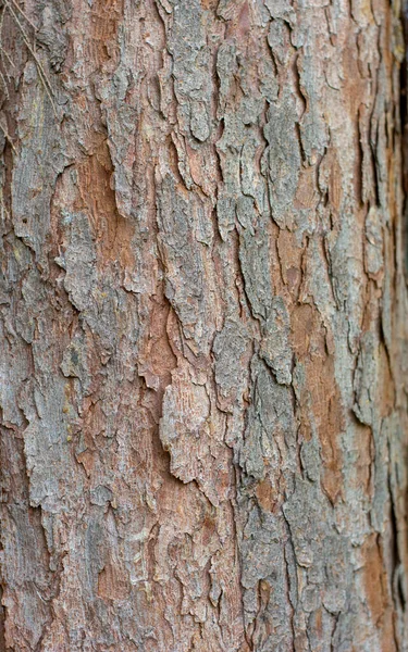 Picea Omorica Omorika Известная Сербская Ель Pancic Eluce Bark Закрывай — стоковое фото