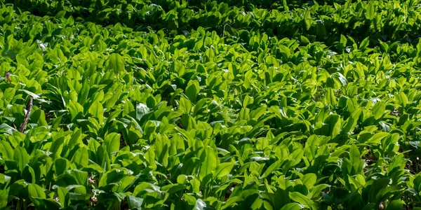 Aglio Selvatico Allium Ursinum Foglie Verdi Nella Faggeta Pianta Anche — Foto Stock