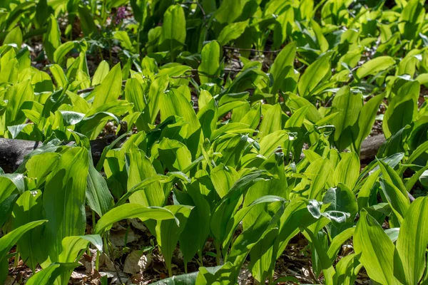 Fokhagyma Allium Ursinum Zöld Levelek Bükkerdőben Növény Ismert Mint Ramsons — Stock Fotó