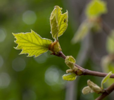 Londra uçağı (Platanus acerifolia) ayrıca Londra gezegenevi ya da melez uçak ağaç gövdesi olarak da bilinir. Yeşil yapraklar ayrıntı. Kapat..