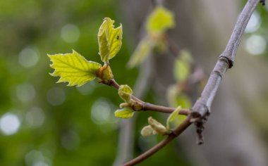 Londra uçağı (Platanus acerifolia) ayrıca Londra gezegenevi ya da melez uçak ağaç gövdesi olarak da bilinir. Yeşil yapraklar ayrıntı. Kapat..