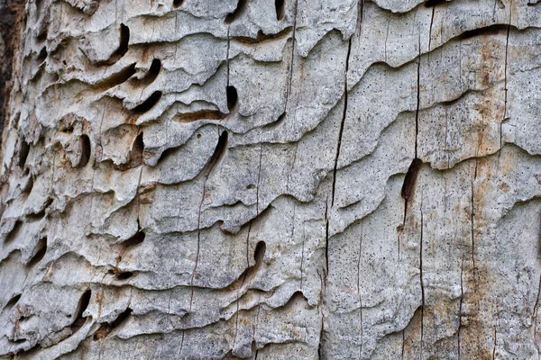Cypress Oak Quercus Robur Fastigiata Mrtvý Kmen Stromu Zavřít Detail — Stock fotografie