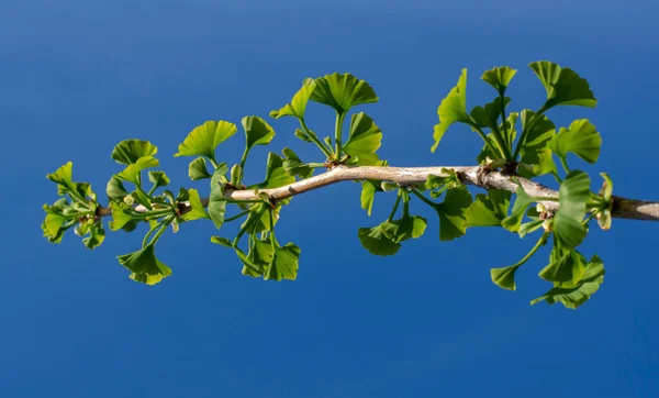 Φύλλα Του Δέντρου Ginkgo Biloba Σχήμα Ανεμιστήρα Είναι Επίσης Γνωστά — Φωτογραφία Αρχείου