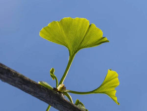 Die Fächerförmigen Blätter Des Ginkgo Biloba Baumes Auch Als Maidenhaarbaum — Stockfoto