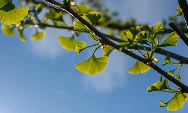 Φύλλα Του Δέντρου Ginkgo Biloba Σχήμα Ανεμιστήρα Είναι Επίσης Γνωστά — Φωτογραφία Αρχείου