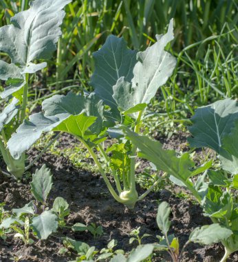 Baharda sebze bahçesinde büyüyen genç kohlrabi. Kapatın. Seçici odak.