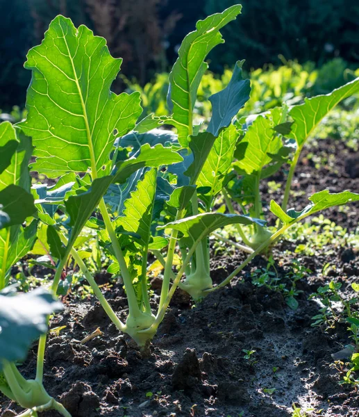 Young Kohlrabi Growing Vegetable Garden Springtime Close Selective Focus — Zdjęcie stockowe