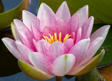 Gölette pembe su zambağı. Nymphaea ergenleri yaklaşıyor. Makro. Seçici odak.