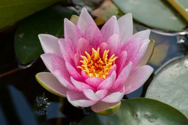 Gölette pembe su zambağı. Nymphaea ergenleri yaklaşıyor. Makro. Seçici odak.