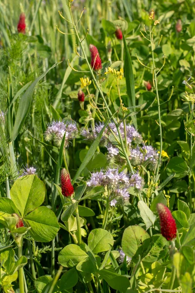 Campo Agrícola Floración Del Trébol Carmesí Trifolium Incarnatum Primavera Enfoque — Foto de Stock